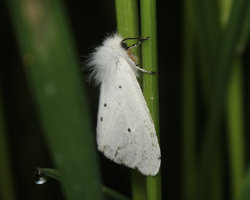 Diaphora mendica - felemás medvelepke
