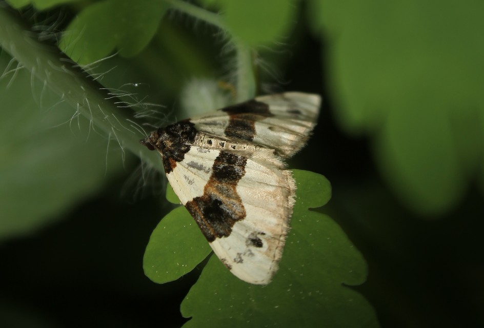 Cosmorhoe ocellata - szemes galajaraszoló