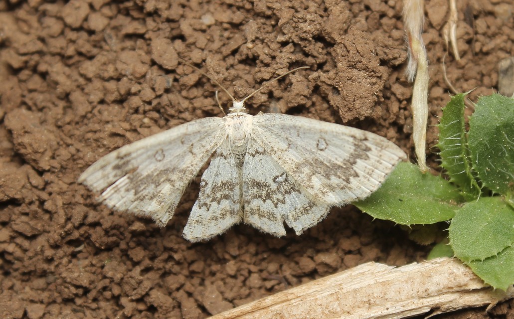 Cyclophora annularia - gyűrűs pettyesaraszoló