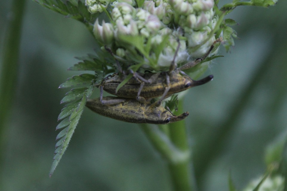 Lixus iridis - bürökfúró dudvabarkó