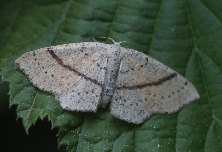 Cyclophora punctaria - sávos pettyesaraszoló