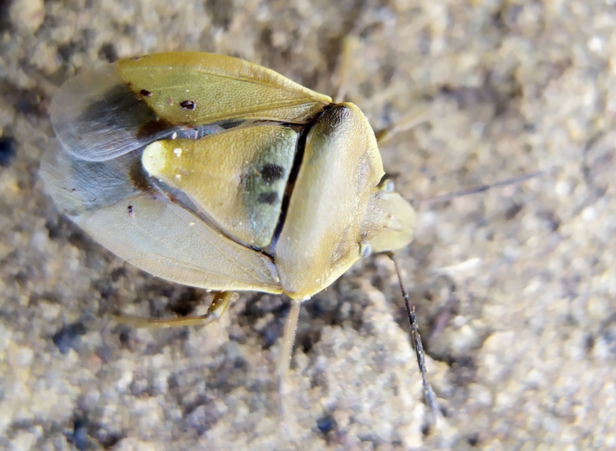 Chlorochroa pinicola