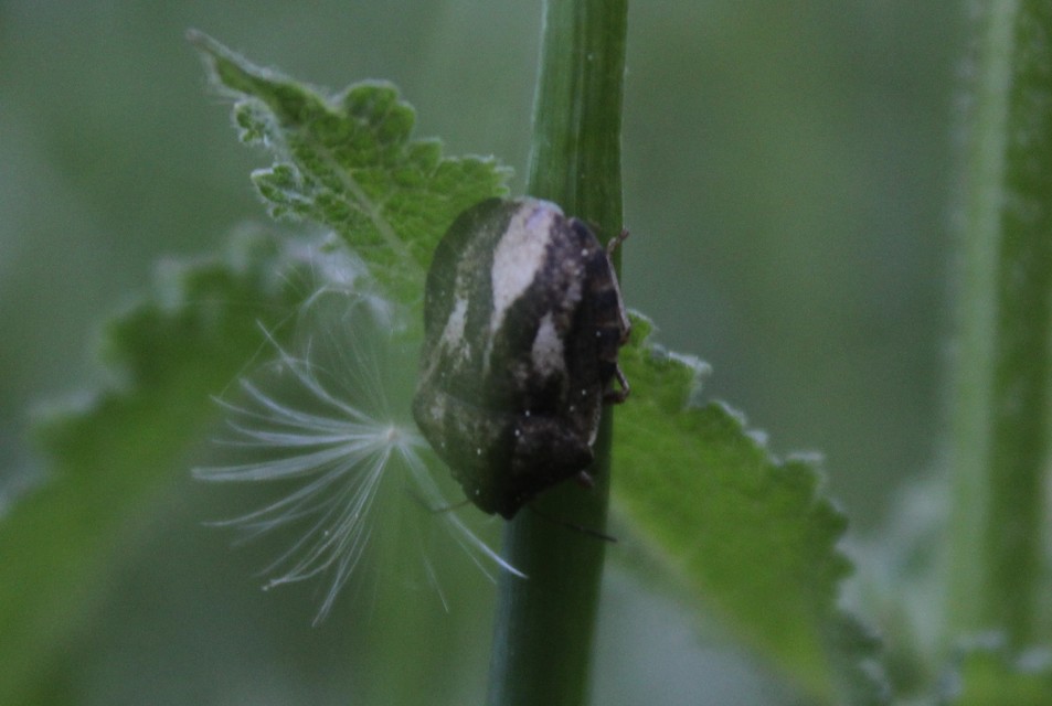 Eurygaster Eurygaster