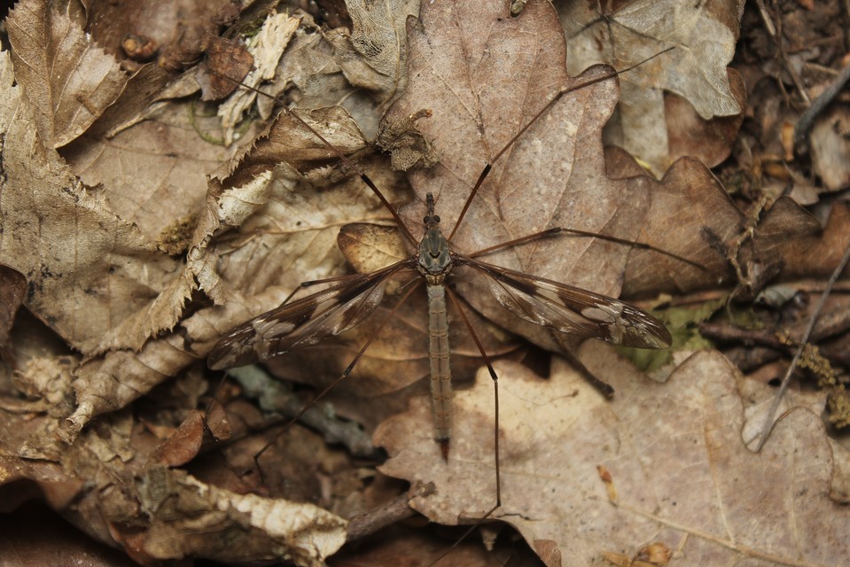 Tipula maxima - Óriáslószúnyog