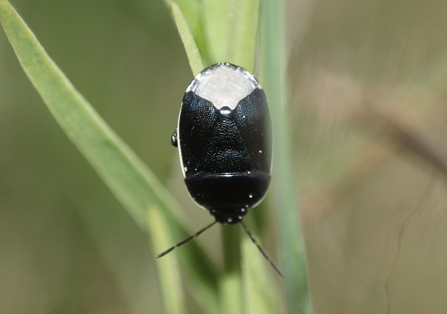 Canthophorus