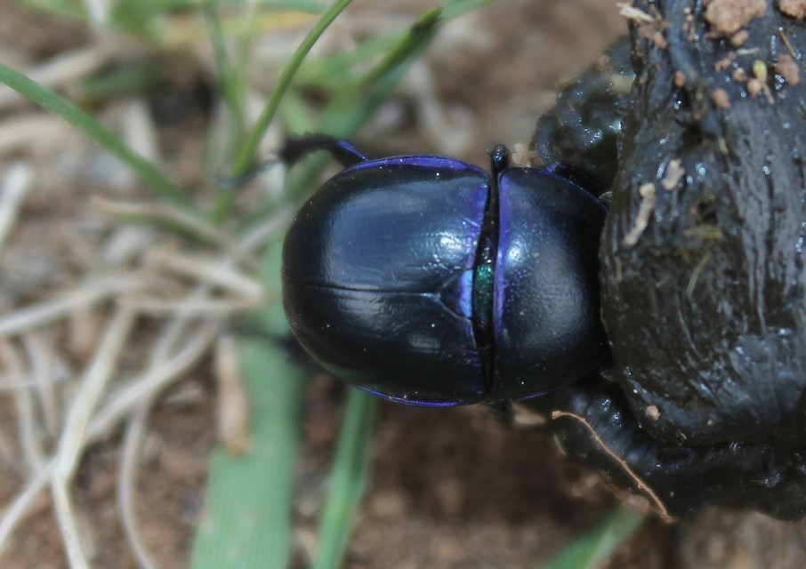 Trypocopris vernalis - tavaszi álganéjtúró