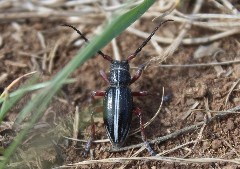Dorcadion pedestre - kétsávos gyalogcincér