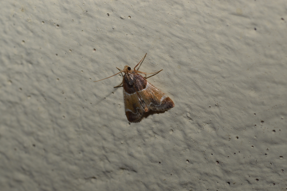 Pyralis farinalis - lisztilonca