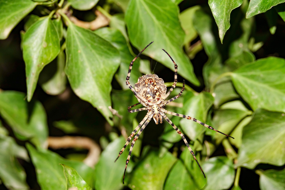 Argiope lobata - karéjos keresztespók