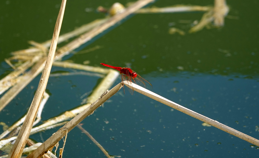 Crocothemis erythraea - skarlát szitakötő