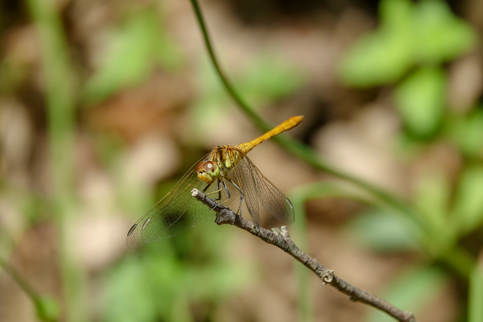 Sympetrum meridionale - fakó katona-szitakötő