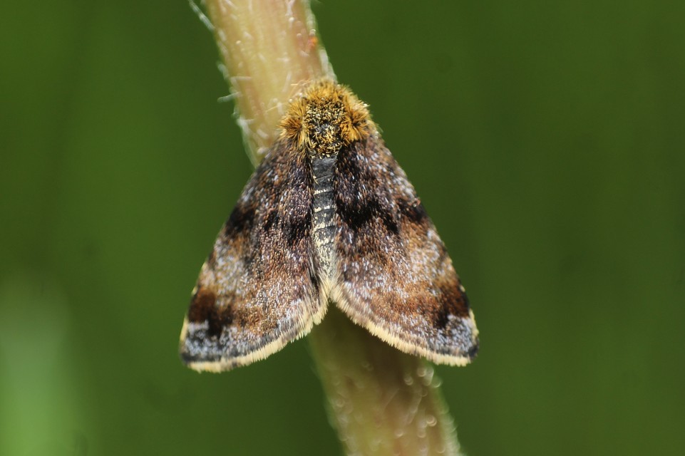Panemeria tenebrata - apró sárgabagoly
