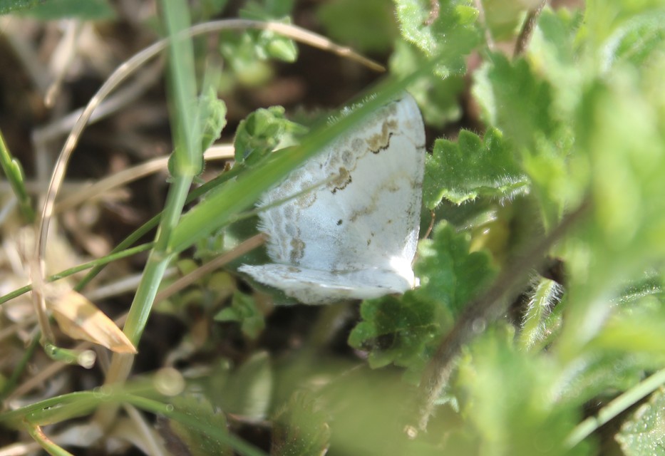 Scopula ornata - díszes fehéraraszoló