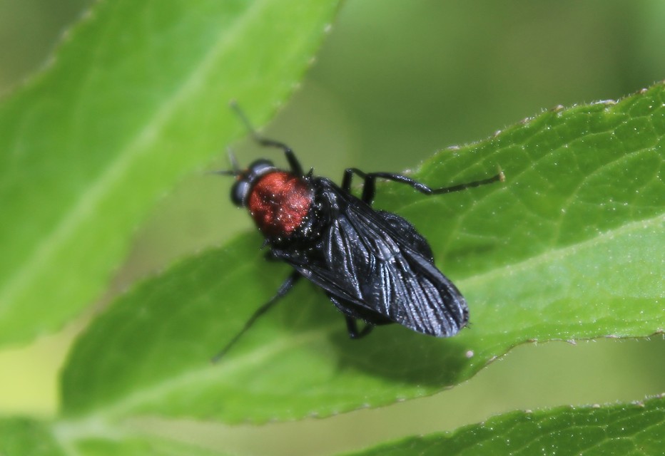 Clitellaria ephippium - tüskéshátú légy