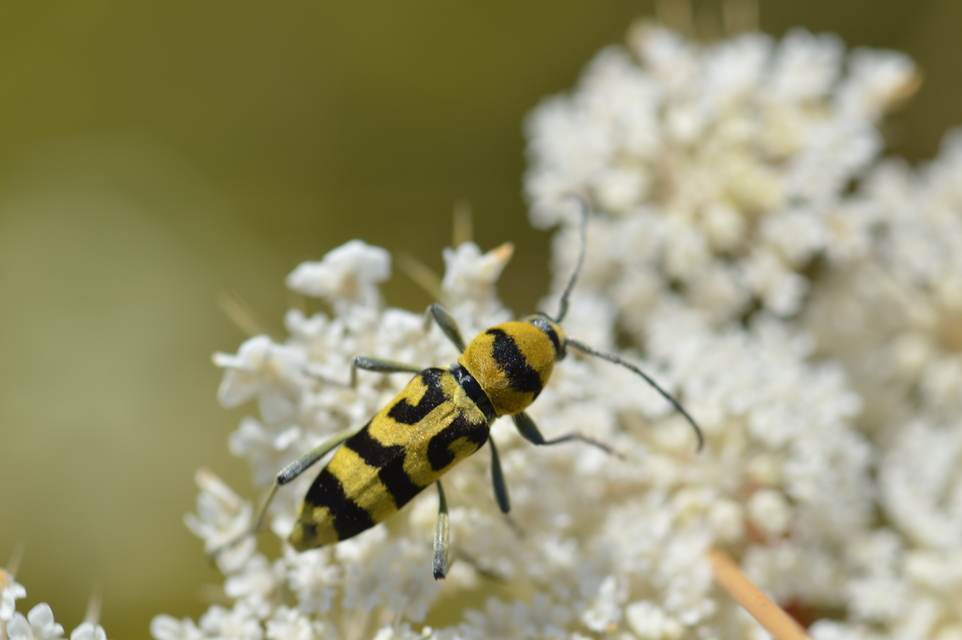 Chlorophorus varius - díszes darázscincér