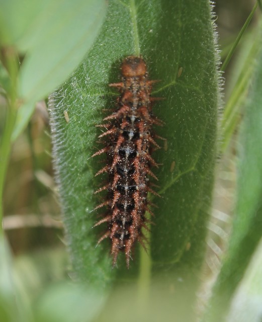 Argynnis adippe - ezüstös gyöngyházlepke
