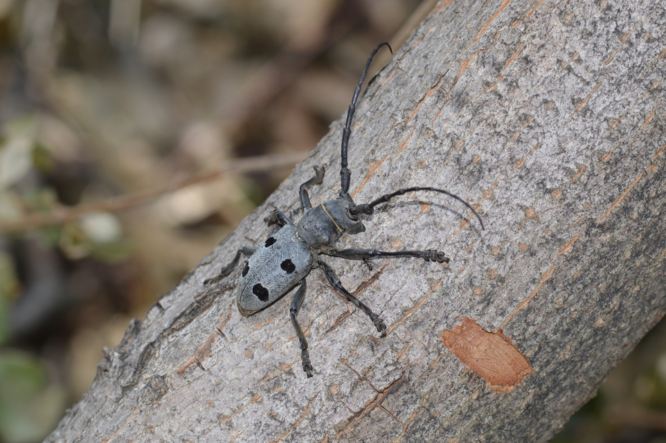 Morimus asper funereus - gyászcincér