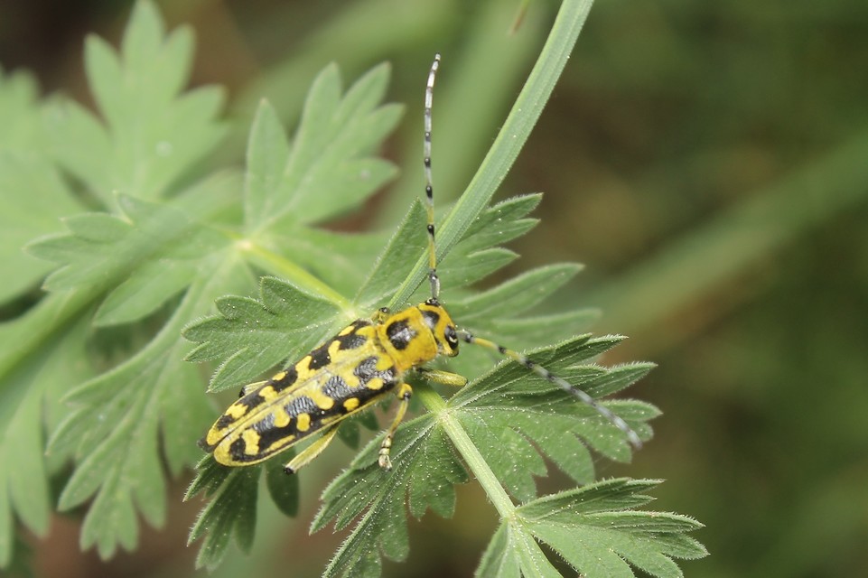Saperda scalaris - létracincér