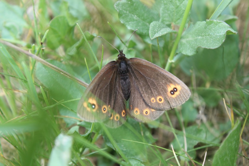 Erebia medusa - tavaszi szerecsenlepke