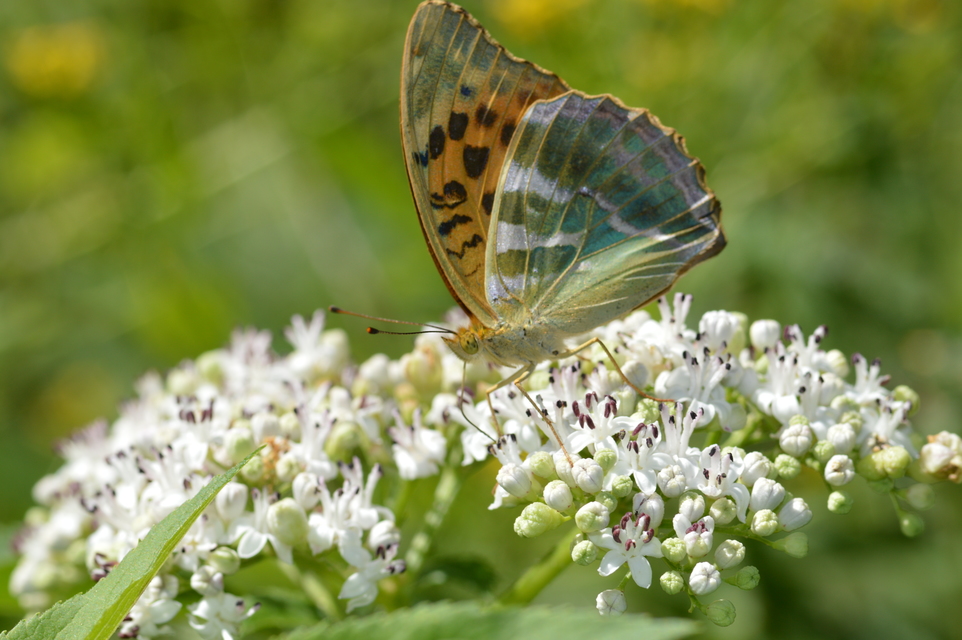 Argynnis paphia - nagy gyöngyházlepke