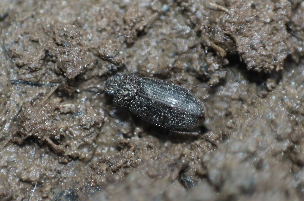 Helophoridae - vésettcsiborfélék