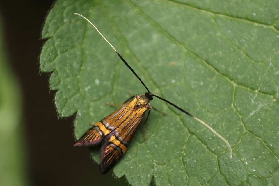 Nemophora degeerella - pompás tőrösmoly