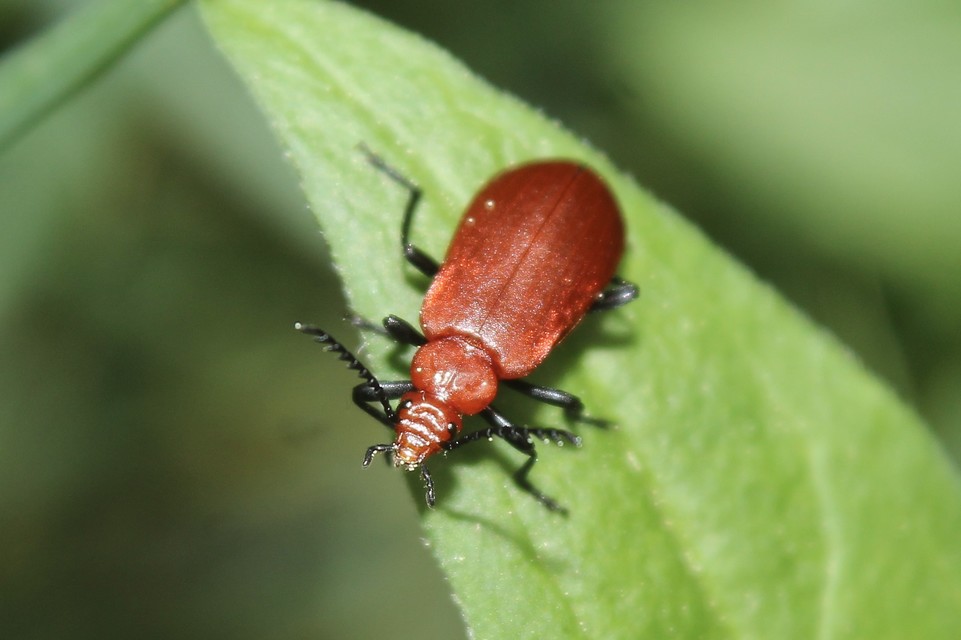 Pyrochroa serraticornis - közép-bíborbogár