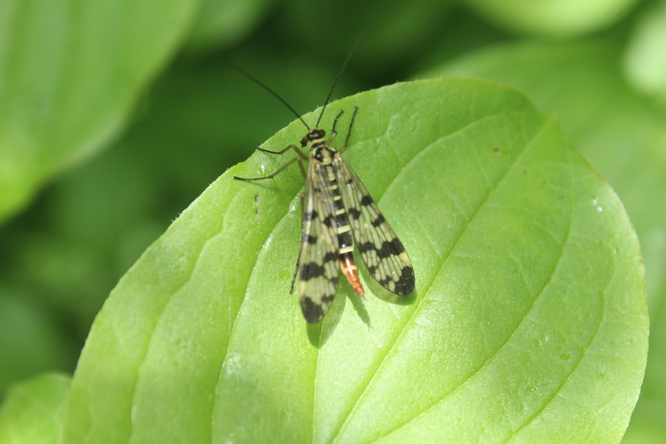 Panorpa vulgaris