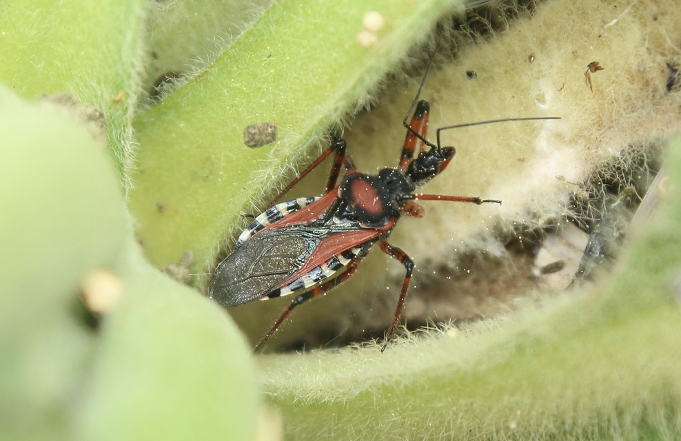 Rhynocoris iracundus - közönséges gyilkospoloska
