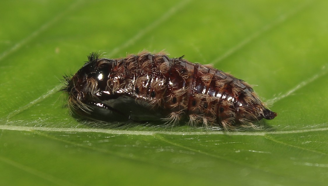 Lymantria monacha - apácalepke