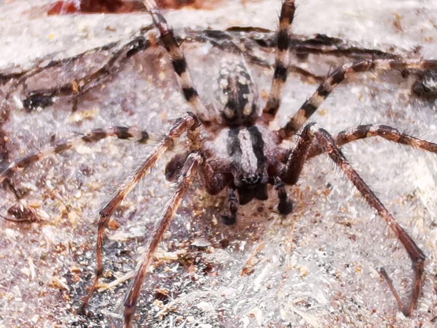 Tegenaria ferruginea - hegyi zugpók