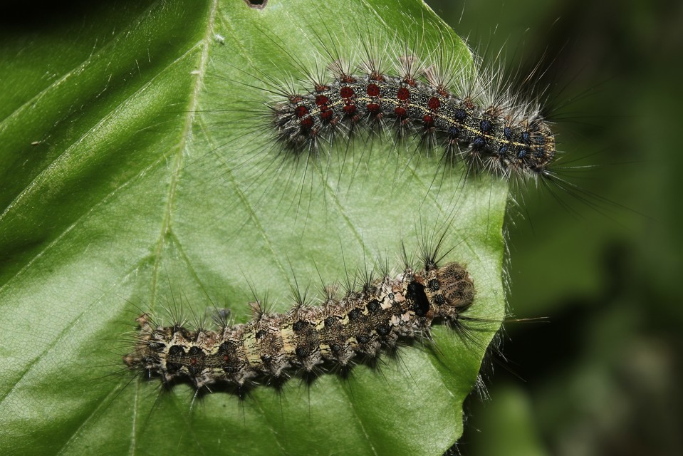 Lymantria monacha - apácalepke