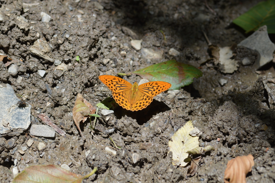 Argynnis paphia - nagy gyöngyházlepke