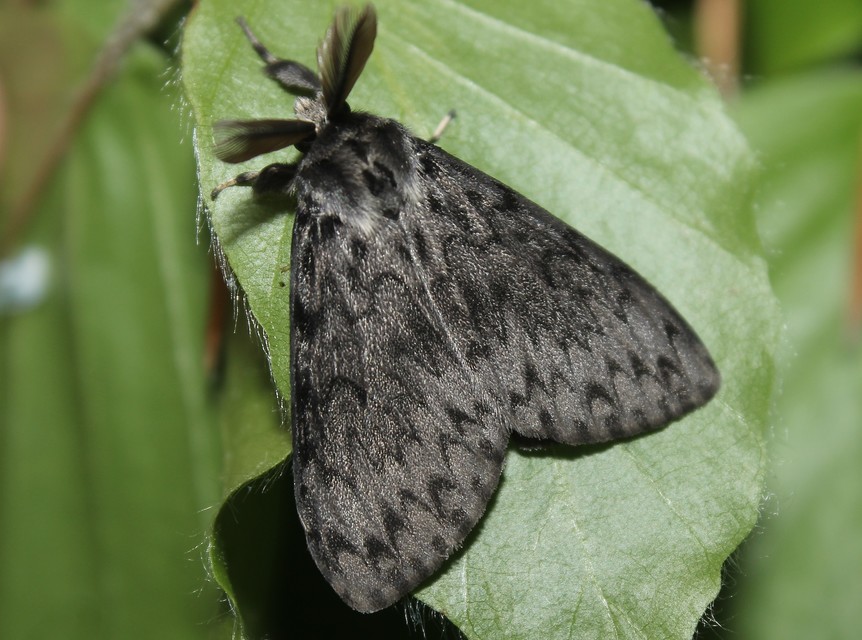Lymantria monacha - apácalepke