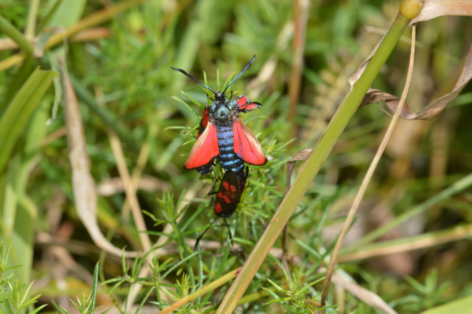 Zygaena filipendulae - acélszínű csüngőlepke