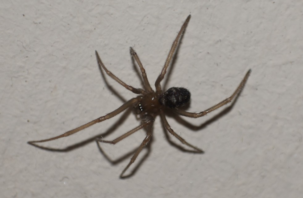 Steatoda grossa - nagy faggyúpók