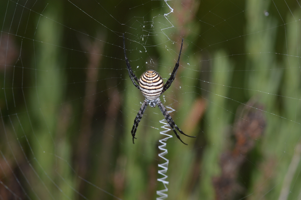 Argiope