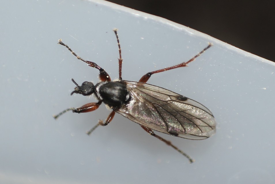 Bibionidae - bársonylegyek