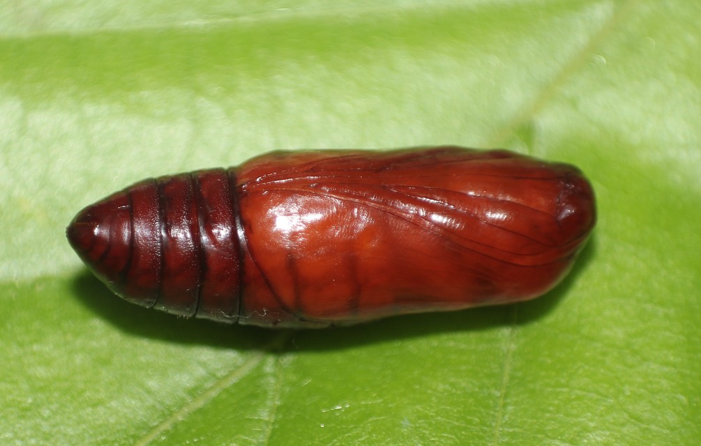 Euplagia quadripunctaria - csíkos medvelepke