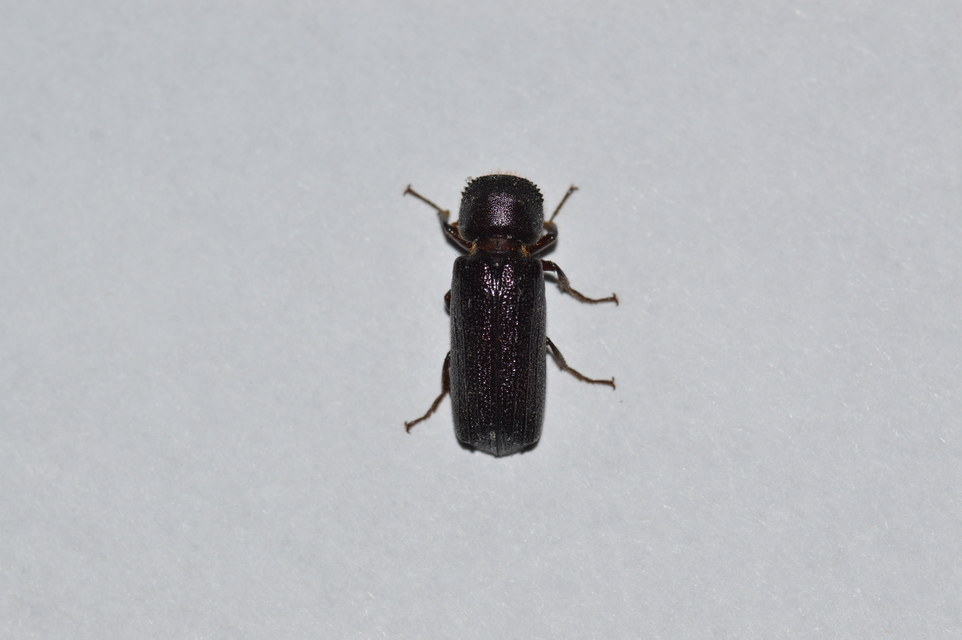 Apate monachus - nagy csuklyásszú