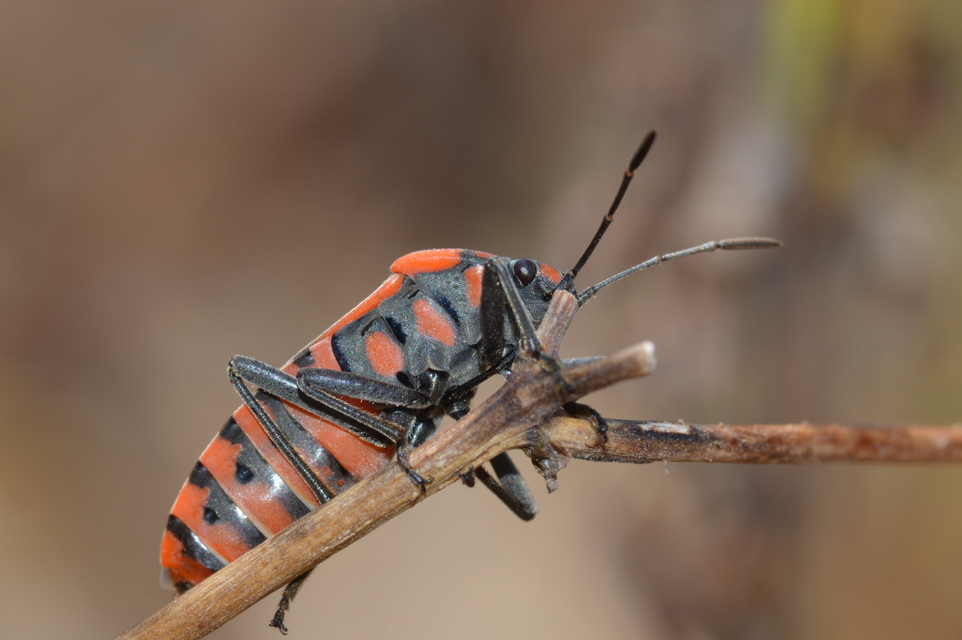 Spilostethus pandurus