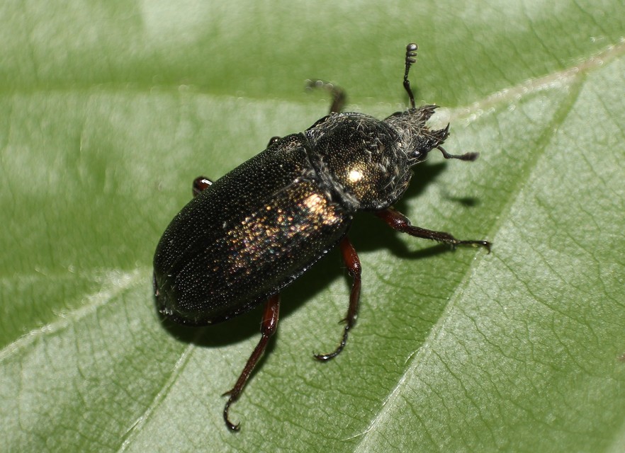 Platycerus caraboides - kis fémesszarvasbogár