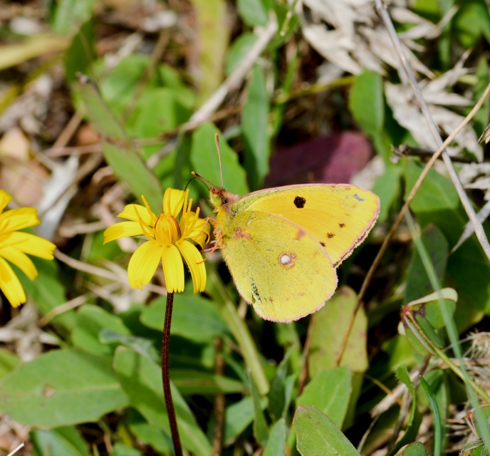Colias croceus - sáfránylepke