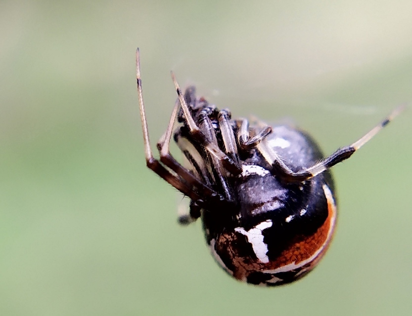 Parasteatoda lunata - holdas törpepók