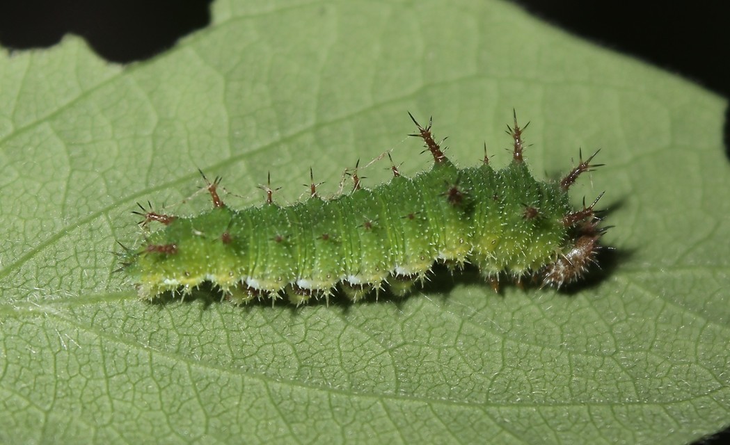 Limenitis camilla - kis lonclepke