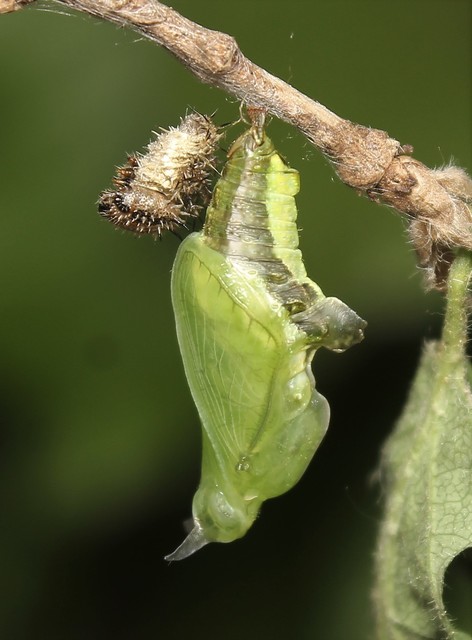 Limenitis camilla - kis lonclepke