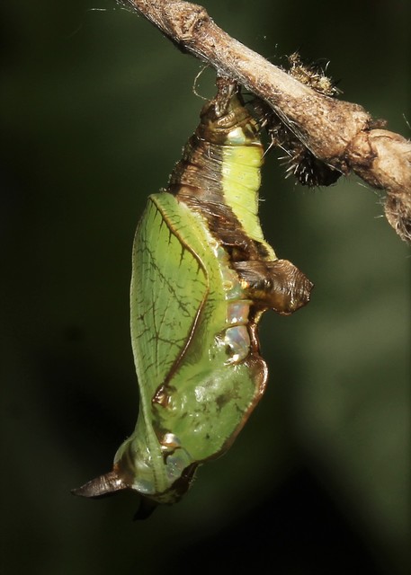 Limenitis camilla - kis lonclepke