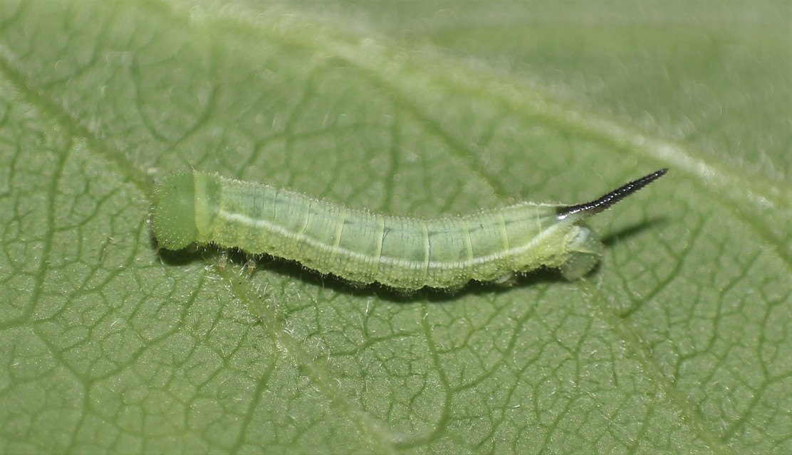 Hemaris fuciformis - dongószender