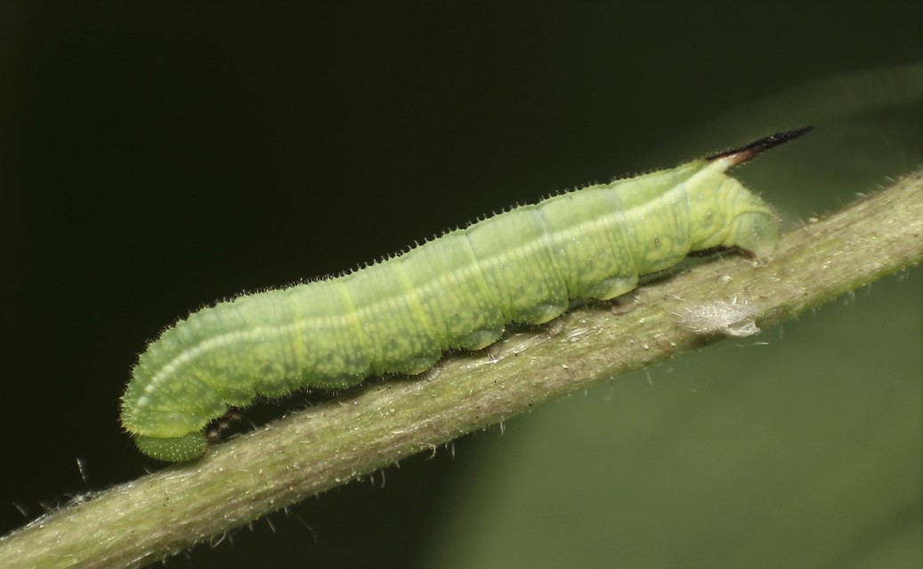 Hemaris fuciformis - dongószender