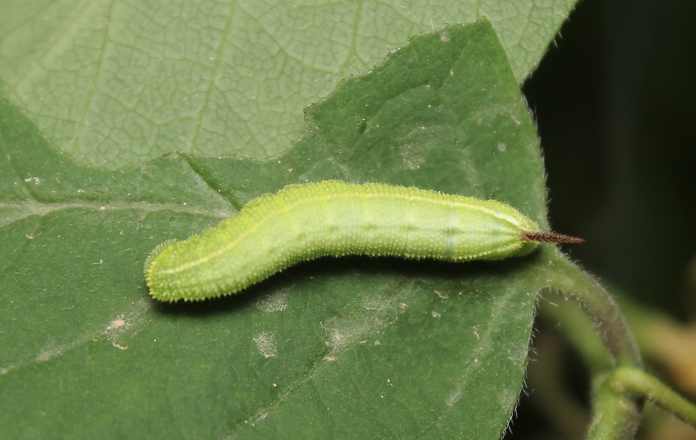 Hemaris fuciformis - dongószender